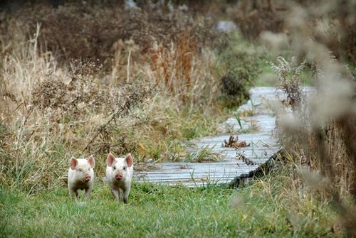 我們的環(huán)境會(huì)好嗎？——“數(shù)說(shuō)”大氣、水、土壤污染防治三大戰(zhàn)役